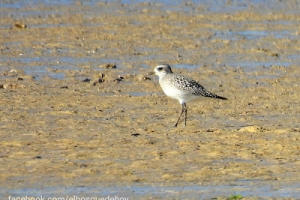 Chorlito gris, Pluvialis squatarola. Grey plover.